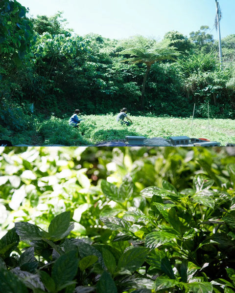 月と盃
